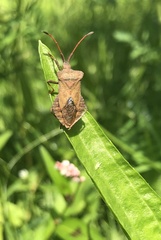 Coreus marginatus