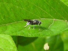 Adoxomyia subulata