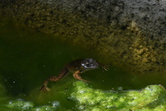 Lithobates montezumae