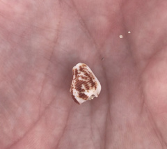 Columbella mercatoria