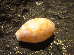 Lyncina lynx
