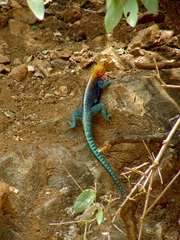 Agama lionotus