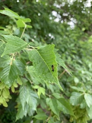 Insecta