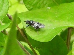 Adoxomyia subulata