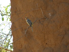 Trachyphonus erythrocephalus
