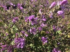 Malva sylvestris