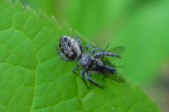 Pelegrina flavipes