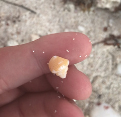 Columbella mercatoria