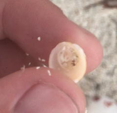 Columbella mercatoria