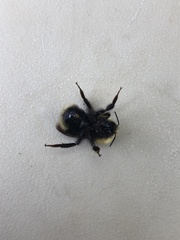 Bombus flavidus