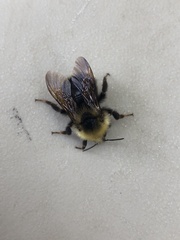 Bombus flavidus