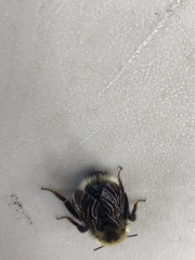 Bombus flavidus