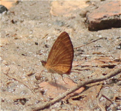 Tegosa pastazena