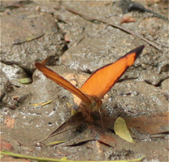 Tegosa pastazena