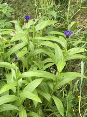 Centaurea montana
