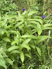 Centaurea montana