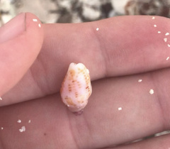 Columbella mercatoria