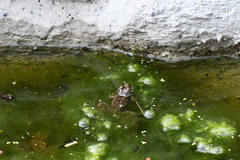 Lithobates montezumae