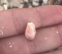 Columbella mercatoria