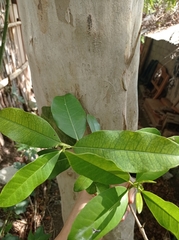 Calyptranthes chiapensis