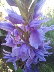 Dactylorhiza foliosa