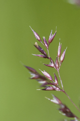 Agrostis vinealis