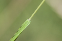 Agrostis vinealis