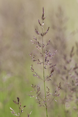 Agrostis vinealis
