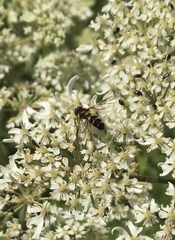 Leucozona glaucia