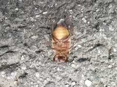 Amphimallon ruficorne