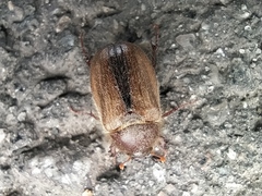 Amphimallon ruficorne