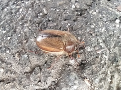 Amphimallon ruficorne