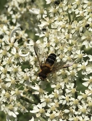 Leucozona glaucia
