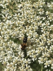 Leucozona glaucia