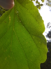 Caloptilia superbifrontella