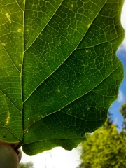 Caloptilia superbifrontella