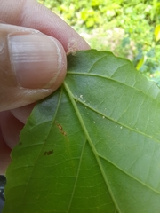 Caloptilia superbifrontella