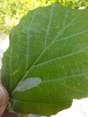 Caloptilia superbifrontella