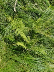 Athyrium distentifolium