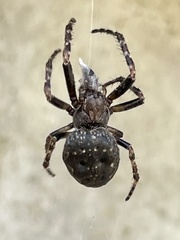 Nuctenea umbratica