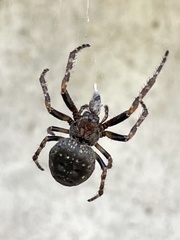 Nuctenea umbratica