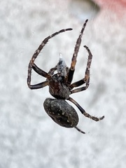 Nuctenea umbratica