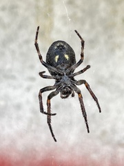 Nuctenea umbratica
