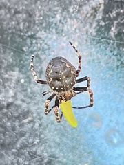 Nuctenea umbratica