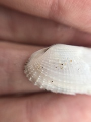 Pholas