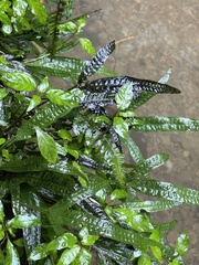 Leptochilus pteropus