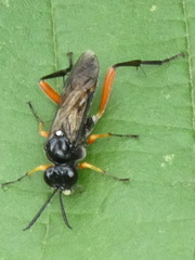 Macrophya diversipes