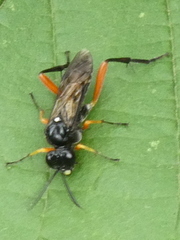 Macrophya diversipes