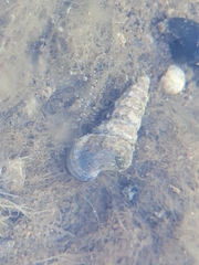 Cerithideopsis