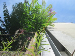 Ailanthus altissima